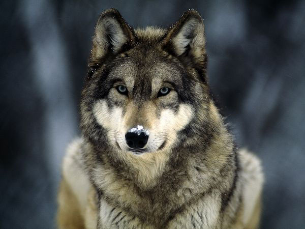 wolf one