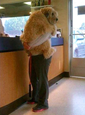 scared dog at vets