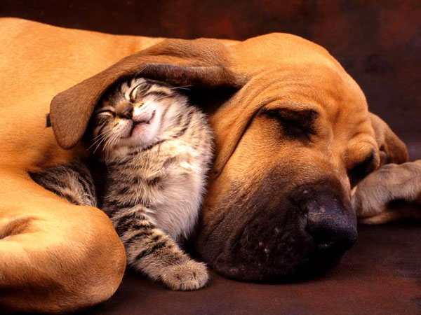 dog and cat