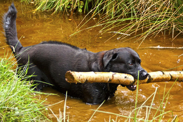 buster with log