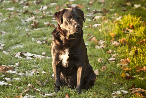 buster sitting