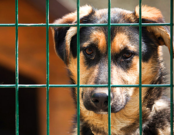 dog in kennel