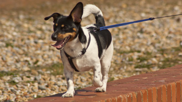 staffy springer cross