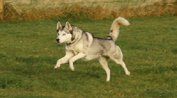 malamute prey drive