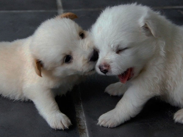 puppies playing